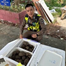 ตำรวจสอบสวนกลาง (CIB) ตรวจยึดเต่าดาวอินเดียและปลามังกรลักลอบนำเข้าจากประเทศเพื่อนบ้าน อาศัยขนส่งรถทัวร์ มูลค่ากว่า 2 ล้านบาท