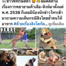 สมาคมพิทักษ์สัตว์ไทยเตือนภัย! เลี้ยงสิงโต-เสือ คือความประมาท ยิ่งคุ้นเคยยิ่งอันตราย