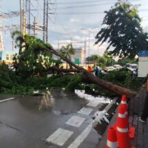 พายุฝนถล่ม กทม. ต้นไม้ล้มขวางถนน-บ้านพัง การจราจรเป็นอัมพาตหลายจุดเมื่อ 05.50 น.
