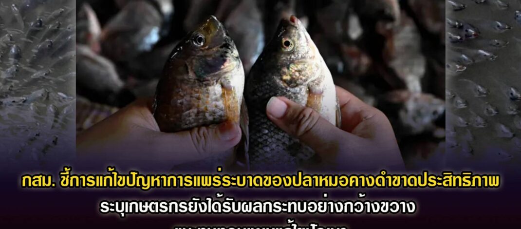 กสม. ชี้การแก้ไขปัญหาการแพร่ระบาดของปลาหมอคางดำขาดประสิทธิภาพ ระบุเกษตรกรยังได้รับผลกระทบอย่างกว้างขวาง แนะทบทวนแผนแก้ไขปัญหา – เตรียมเสนอมหาดไทย ยกเลิกหนังสือเวียนห้ามนายทะเบียนท้องที่ดำเนินการเกี่ยวกับสิทธิสถานะ ชี้ไม่มีกฎหมายให้อำนาจและกระทบสิทธิประชาชนเกินจำเป็น