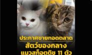 องค์กรพิทักษ์สัตว์ร้องระงับ “ประมูลแมวของกลาง 11 ตัว” หวั่นทุนสีเทาช้อนซื้อคืน ย้ำหมาแมวคือเพื่อนไม่ใช่ปศุสัตว์หาเงิน