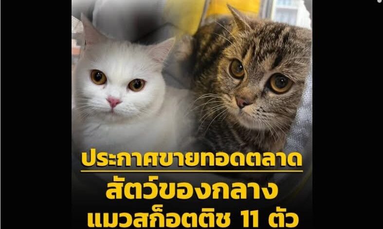องค์กรพิทักษ์สัตว์ร้องระงับ “ประมูลแมวของกลาง 11 ตัว” หวั่นทุนสีเทาช้อนซื้อคืน ย้ำหมาแมวคือเพื่อนไม่ใช่ปศุสัตว์หาเงิน