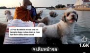 โซเชียลแห่แชร์คลิปไวรัลหลวงพ่อล่องเรือบิณฑบาตพร้อมฝูงสุนัข” ด้านสมาคมพิทักษ์สัตว์ฯ เตือน ระวังอันตรายแฝง