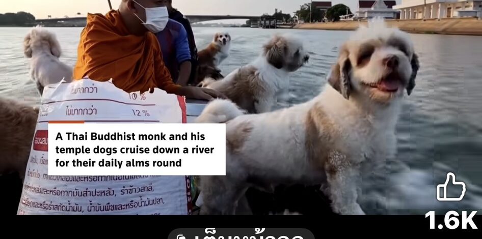 โซเชียลแห่แชร์คลิปไวรัลหลวงพ่อล่องเรือบิณฑบาตพร้อมฝูงสุนัข” ด้านสมาคมพิทักษ์สัตว์ฯ เตือน ระวังอันตรายแฝง