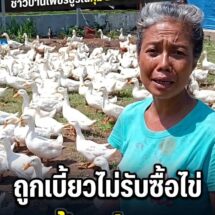 ชาวบ้านเพชรบูรณ์ช้ำหนัก! ลงทุนเลี้ยง “เป็ดอี้เหลียง” 2 แสน เจอทางตันบริษัทไม่รับซื้อไข่ สุดท้ายประกาศขายตัวละ 30 บาทประทังชีวิต