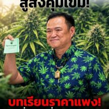 บทเรียนราคาแพง! จาก “กัญชาพารวย” สู่ “ควบคุมเข้ม” เมื่อนโยบายรัฐกลับไปกลับมา แล้วใครรับผิดชอบชีวิตประชาชน?