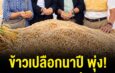 สมาคมผู้ส่งออกข้าวไทยลุยอุบลฯ สำรวจข้าวนาปี 69/70 ราคาขยับแตะ 18,000 บาท/ตัน ดันโมเดลข้าวยั่งยืน SRP เพิ่มผลผลิต-ลดต้นทุน